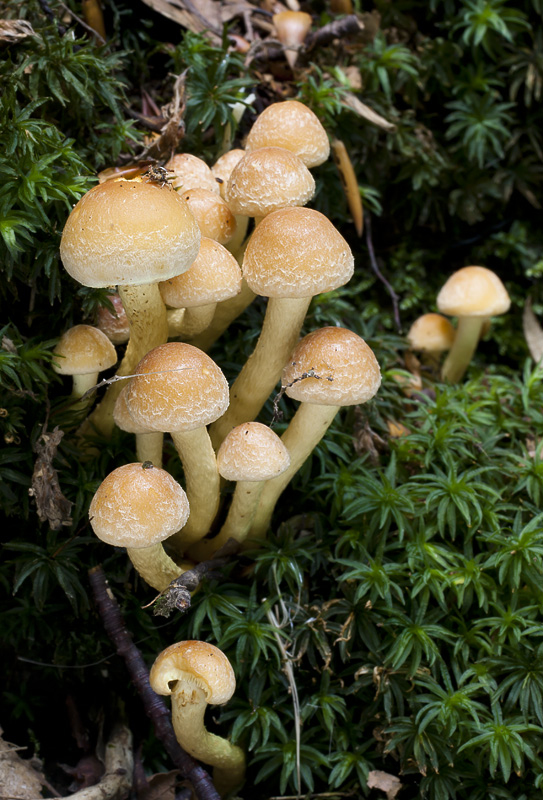 Hypholoma fasciculare